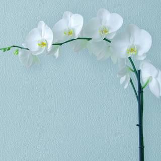 Orchid iPhone wallpaper