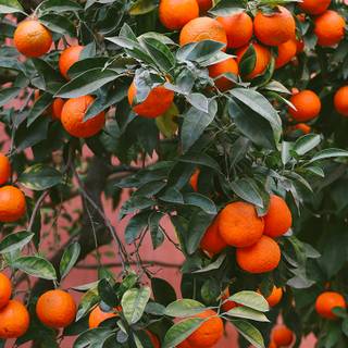 Spain phone wallpaper