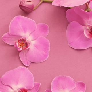 Orchid iPhone wallpaper