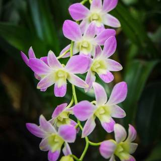 Orchid iPhone wallpaper