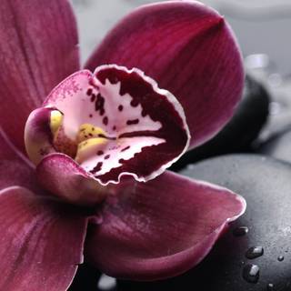 Orchid iPhone wallpaper