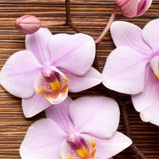 Orchid iPhone wallpaper