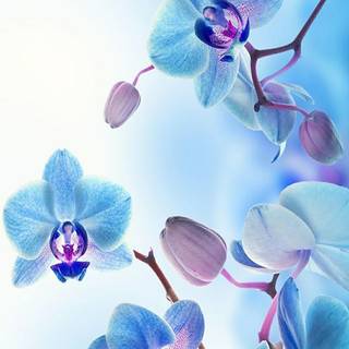 Orchid iPhone wallpaper