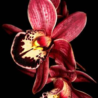 Orchid iPhone wallpaper