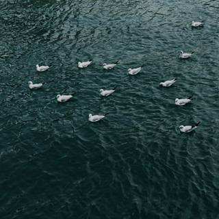 Dynamic Island iPhone 14 Pro wallpaper