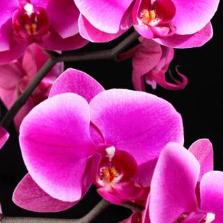 Orchid iPhone wallpaper