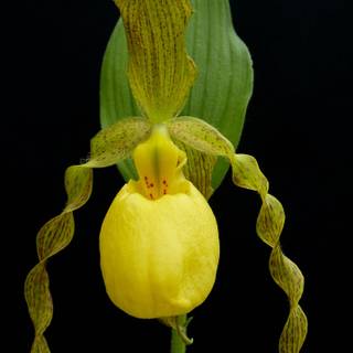 Orchid iPhone wallpaper