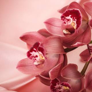 Orchid iPhone wallpaper