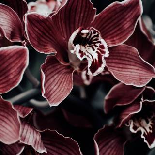 Orchid iPhone wallpaper