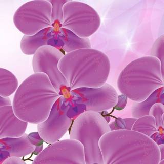 Orchid iPhone wallpaper