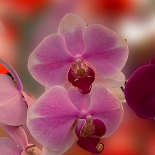 Orchid iPhone wallpaper