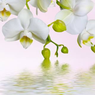 Orchid iPhone wallpaper