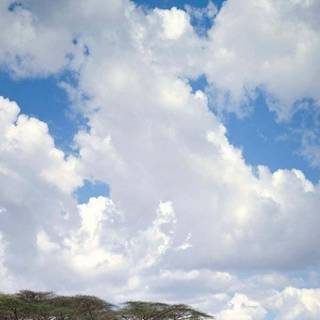 iPhone safari wallpaper