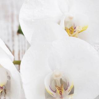 Orchid iPhone wallpaper