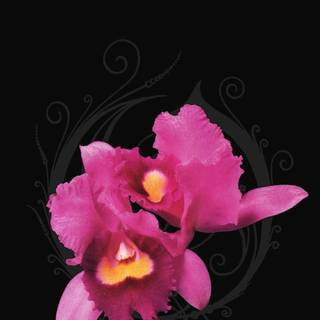 Orchid iPhone wallpaper