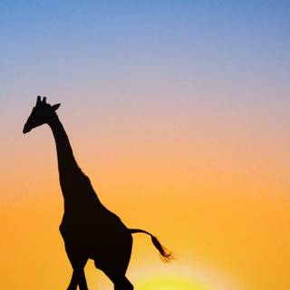 iPhone safari wallpaper