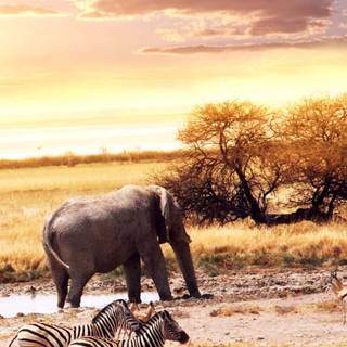 iPhone safari wallpaper