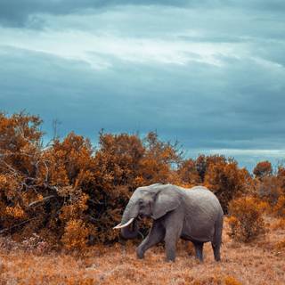 iPhone safari wallpaper