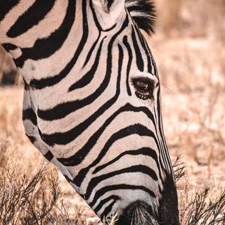 iPhone safari wallpaper