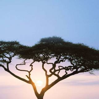 iPhone safari wallpaper