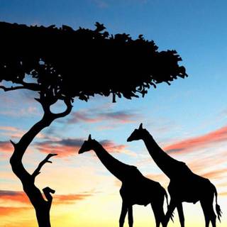 iPhone safari wallpaper