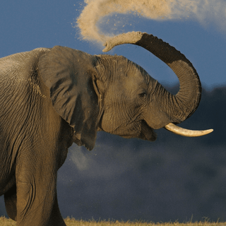 iPhone safari wallpaper