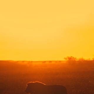 iPhone safari wallpaper