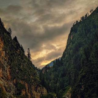 Black nature phone wallpaper