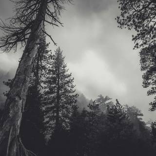 Horror trees desktop HD wallpaper