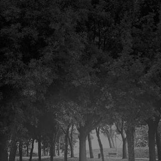 Black nature phone wallpaper