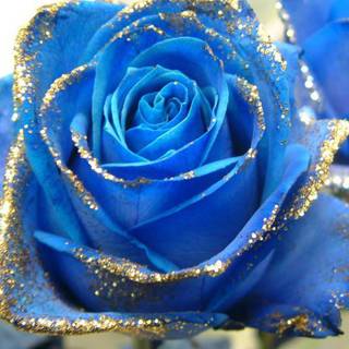Blue rose sparkles wallpaper