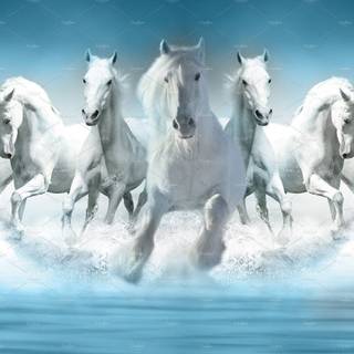 Seven white horses wallpaper