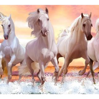Seven white horses wallpaper