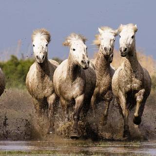 Seven white horses wallpaper