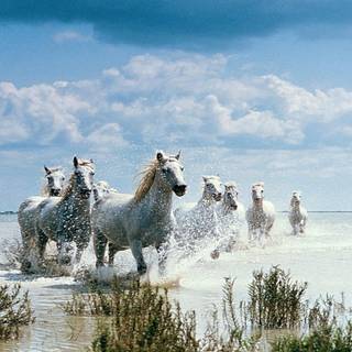 Seven white horses wallpaper