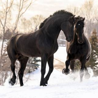 Percheron wallpaper