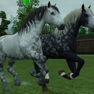 Percheron wallpaper