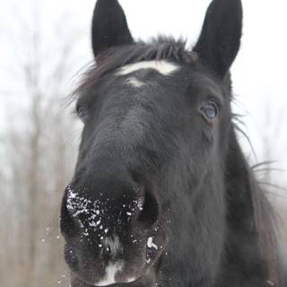 Percheron wallpaper