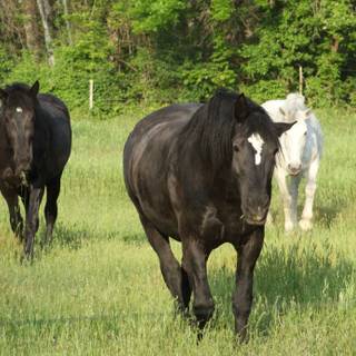 Percheron wallpaper