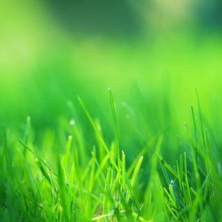 Grass stadium wallpaper