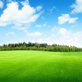 Grass stadium wallpaper