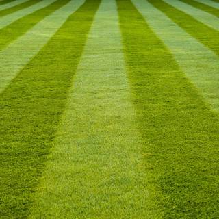 Grass stadium wallpaper