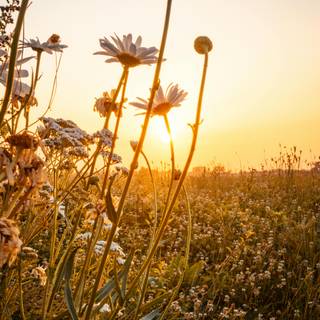 Rising sun 4k wallpaper