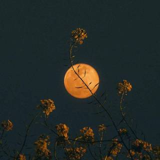 Aesthetic moon phone wallpaper