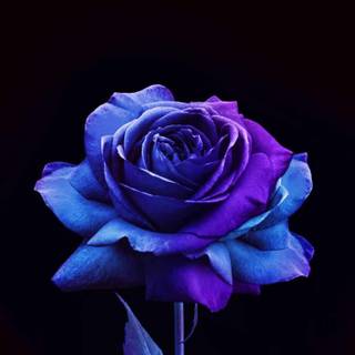 Blue rose iPhone wallpaper