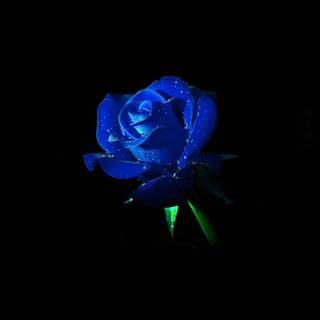 Blue rose iPhone wallpaper