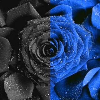 Blue rose iPhone wallpaper