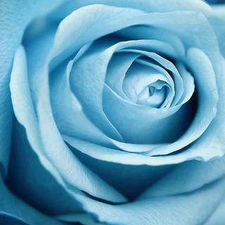 Blue rose iPhone wallpaper