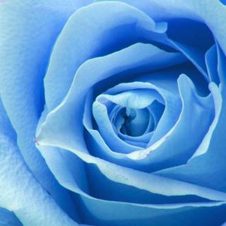Blue rose iPhone wallpaper