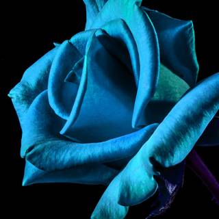 Blue rose iPhone wallpaper